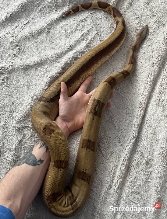 Boa imperator Boa cesarski wąż gad śląskie Sosnowiec