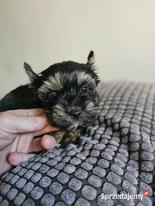 Suczka Yorkshire Terrier Black Tan Częstochowa