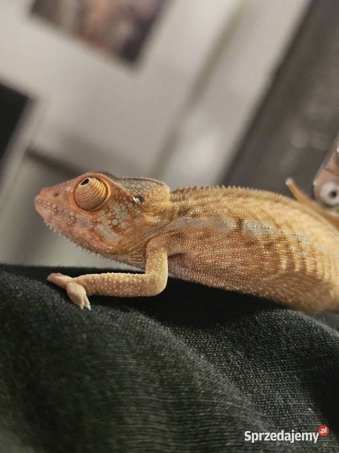 Kameleon lamparci mlode zachodniopomorskie Koszalin