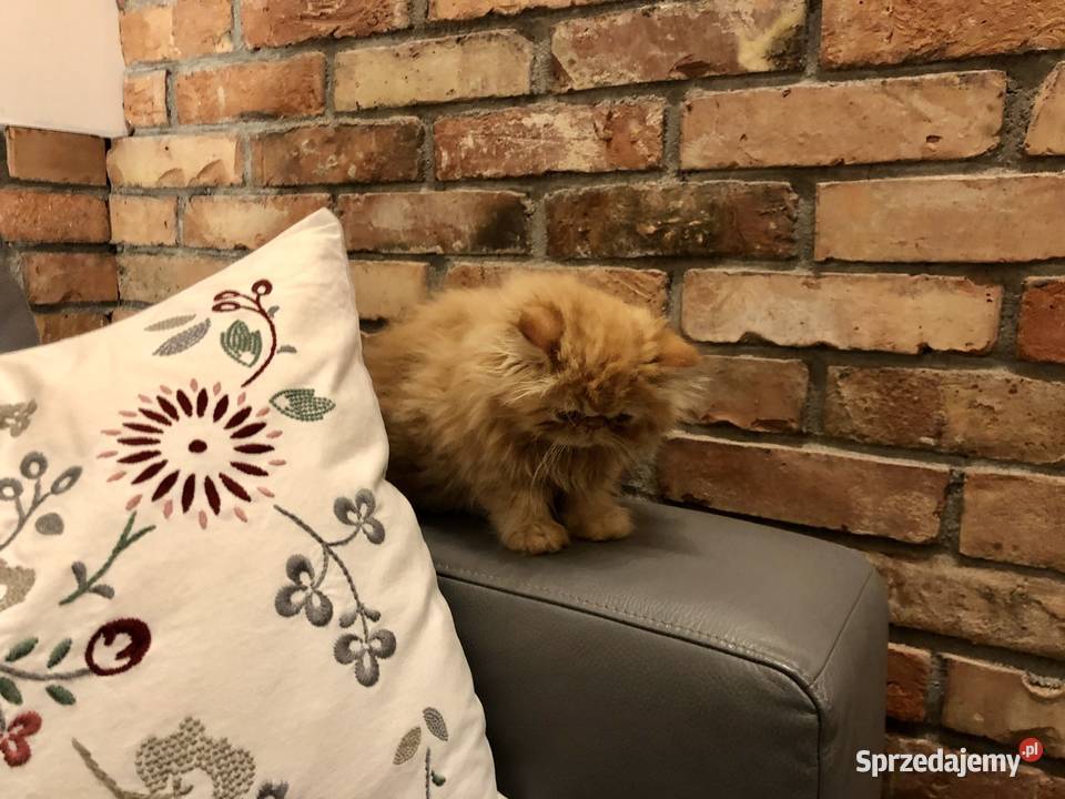 Koty perskie persy Pers opolskie Kędzierzyn-Koźle