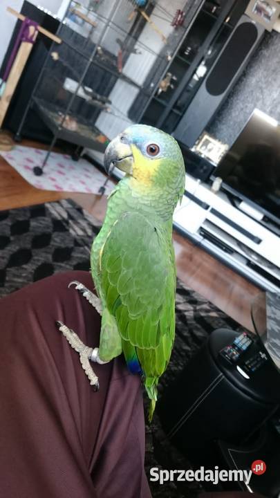 Amazonka modrobrewa oswojona Rybnik sprzedam