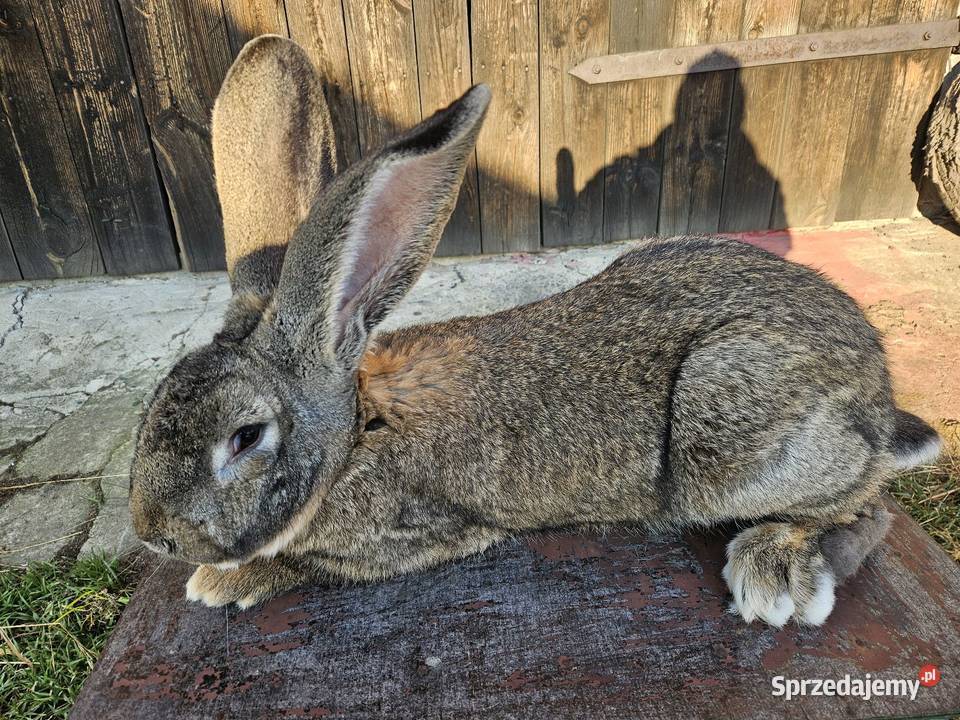 Krolik belg olbrzym Częstochowa sprzedam