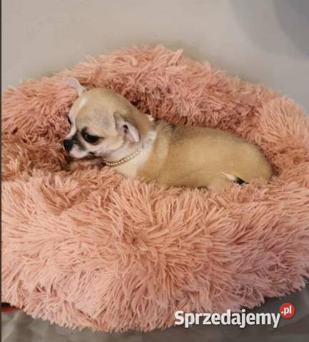 Chihuahua śliczna beżowa suczka z rodowodem Częstochowa sprzedam