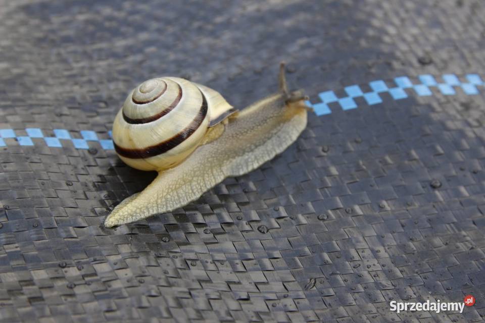 Agrotkanina 16x100m 90g czarna na CHWASTY gruba mazowieckie Cieśle