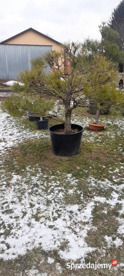 Sosna czarna prebonsai