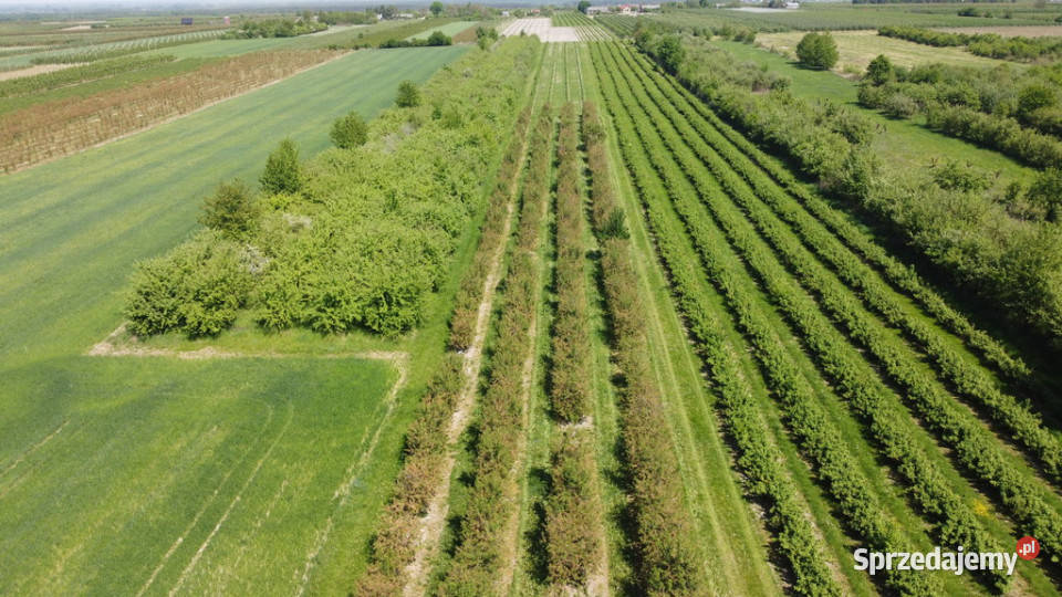 Działka rolnobudowlana w Kamieniu Kolonii Kamień-Kolonia