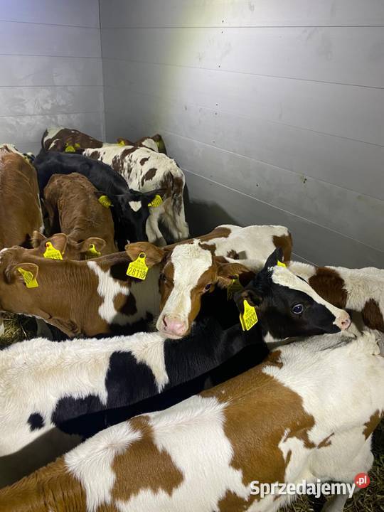 Sprzedaż cieląt Lubartów