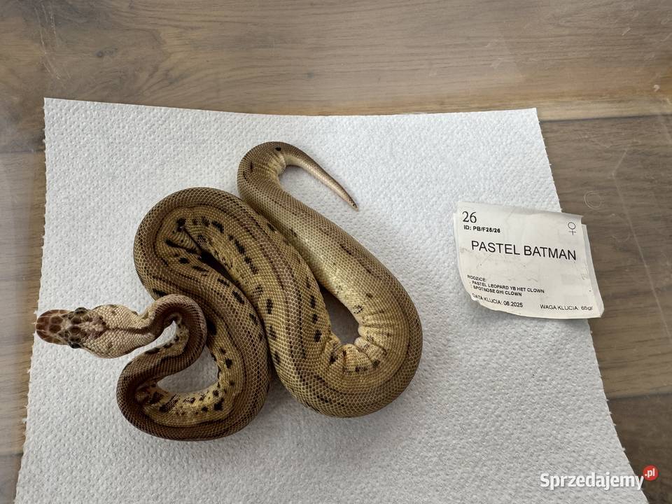 Python Królewski Regiusy młode z 2026r Bydgoszcz sprzedam