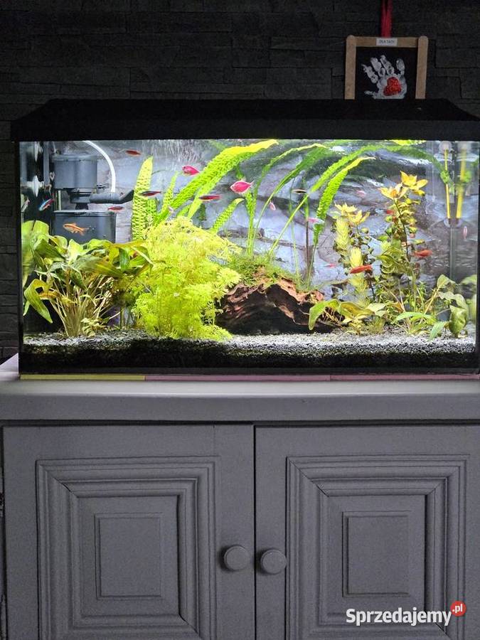 Akwarium 105l filtr kubełkowy lampy grzałka Miechów