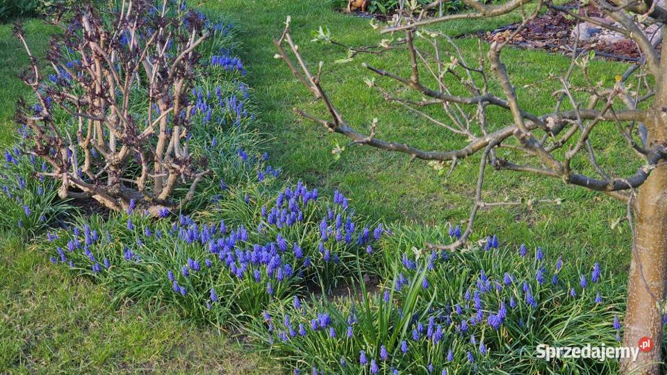 Działka ROD Wrzos w Radomiu mazowieckie