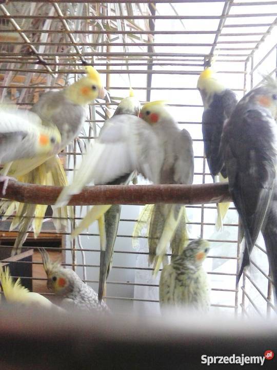 papugi faliste nimfy i kozy Zamość