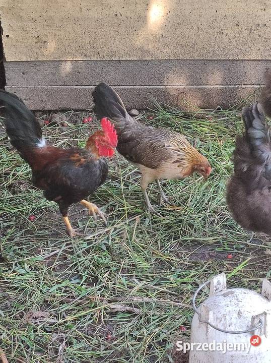 Liliputek karzełek Młodoszowice