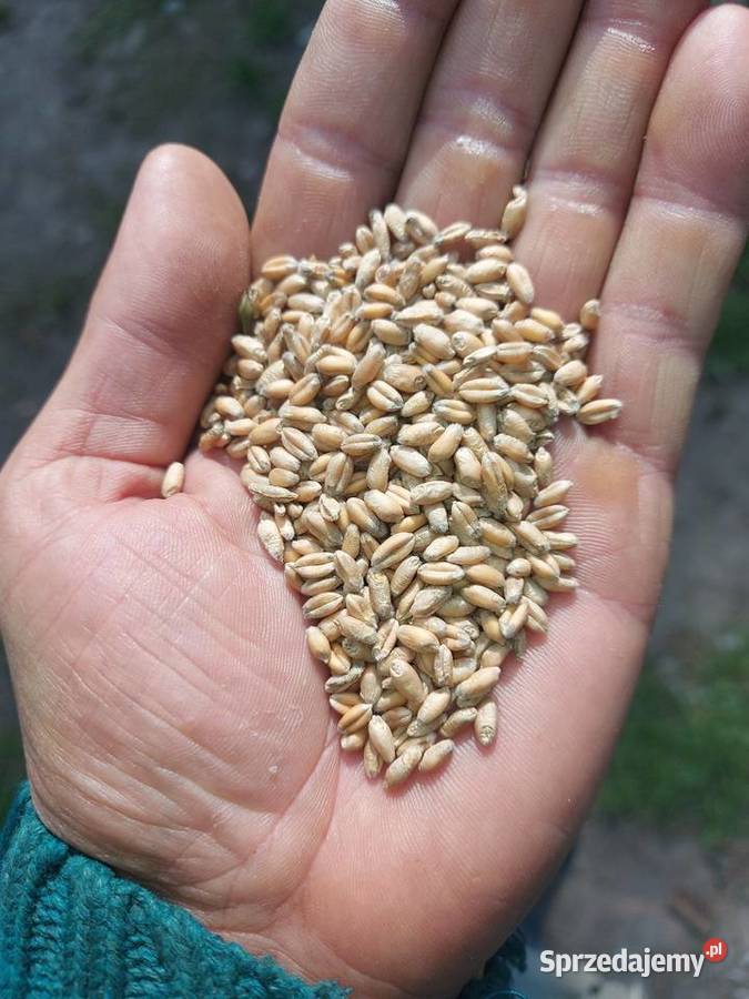 Przenica 2025 Proboszczewice-Kolonia