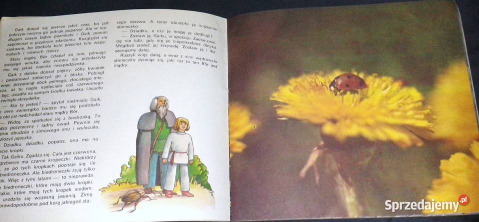 Bór i Gaik w wiosennym lesie Jerzy Michał miękka Chełm