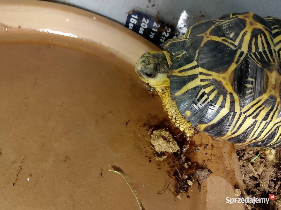 Żółw promienisty Astrochelys radiata Bielsko-Biała