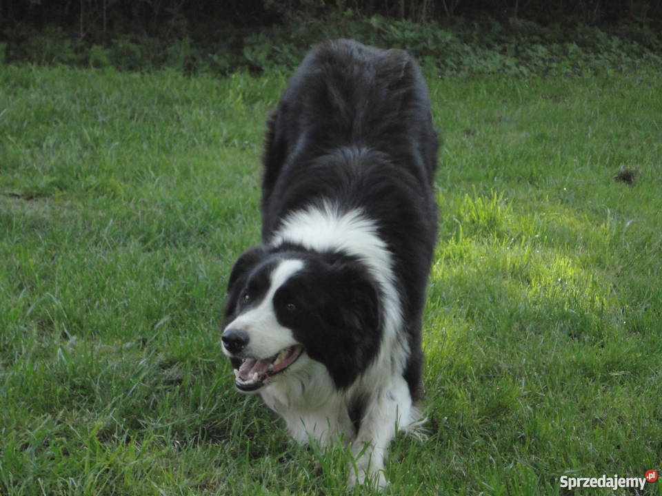 Super Border Collie Szczecin