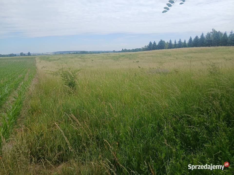 Działka budowlana 45 a Krzywowola gm Rejowiec Sprzedaż Chełm sprzedam