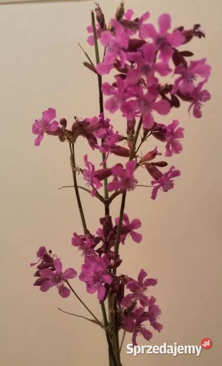 Firletka lepka smółka pospolita sadzonki 10 pomorskie Gdynia