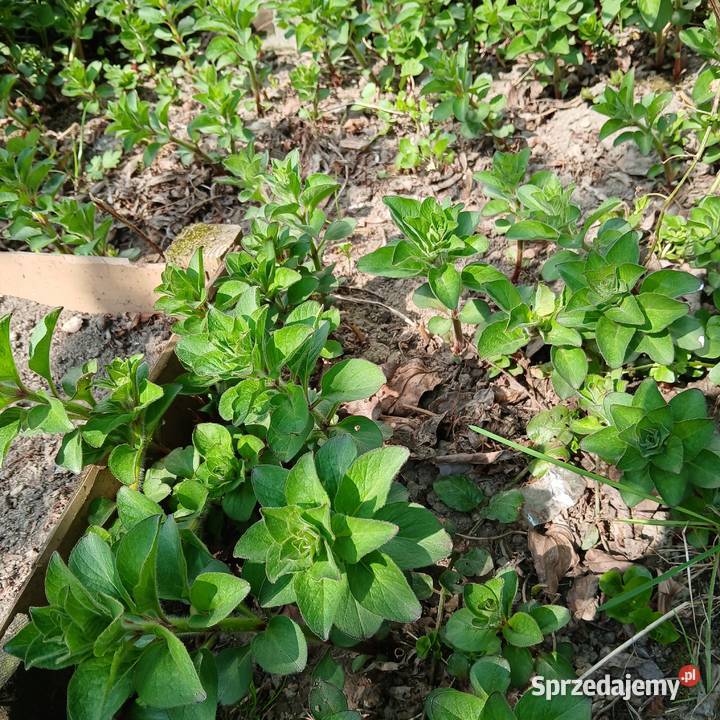 Tojeść kropkowana Nowy Sącz