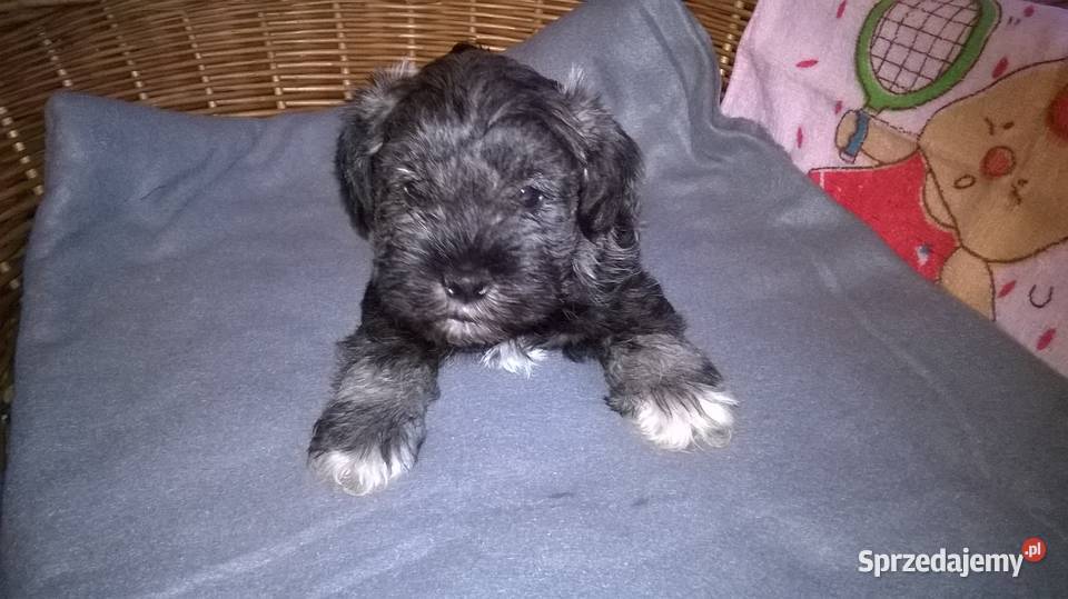 sznaucer miniaturowy szczenięta Lubień Kujawski
