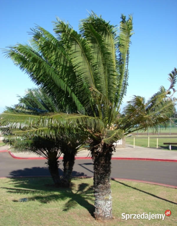 SAGOWIEC PODWINIĘTY  Cycas circinalis NASIONA Lubanie