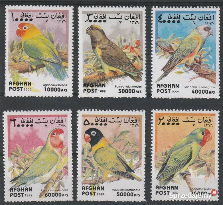 AFGANISTAN PAPUGI CZYSTE Łódź