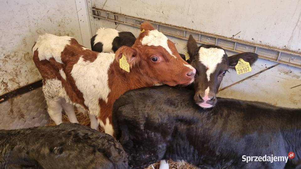 Sprzedam Byczki POLSKIE Kalisz sprzedam