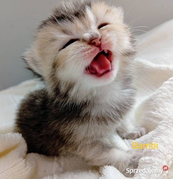 Cudowne Kocie Maleństwa Szkockie Szynszyle śląskie Katowice
