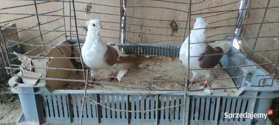 Sprzedam gołębie orliki i mewki sprzedam