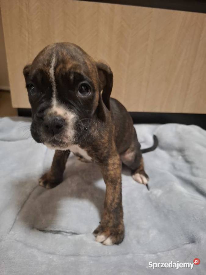 Szczeniaki rasy bokser dolnośląskie Legnica