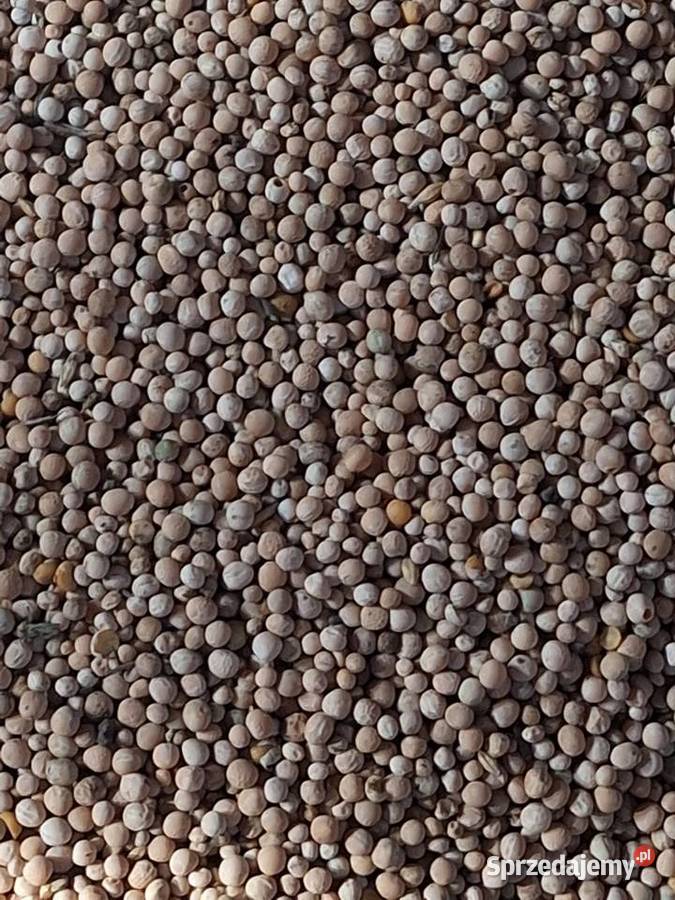 Groch siewny odmiana Batuta