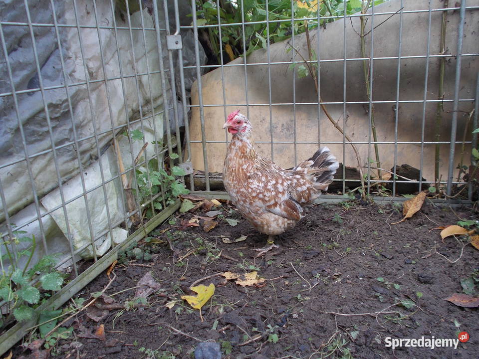 Liliputki nakrapiane różyczkowe para kogut kura łódzkie sprzedam