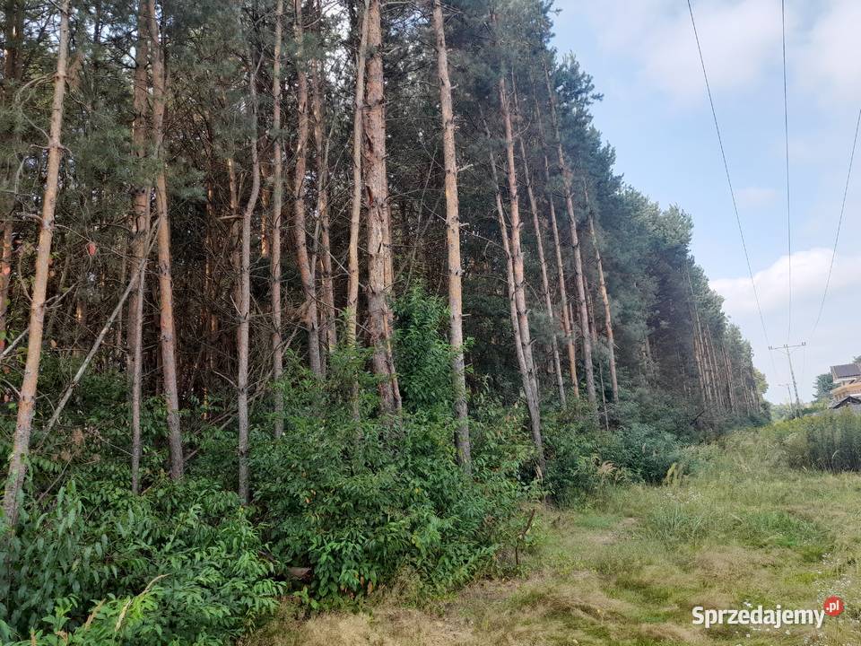 Syndyk sprzeda udziały w grunatach Jastkowice leśna