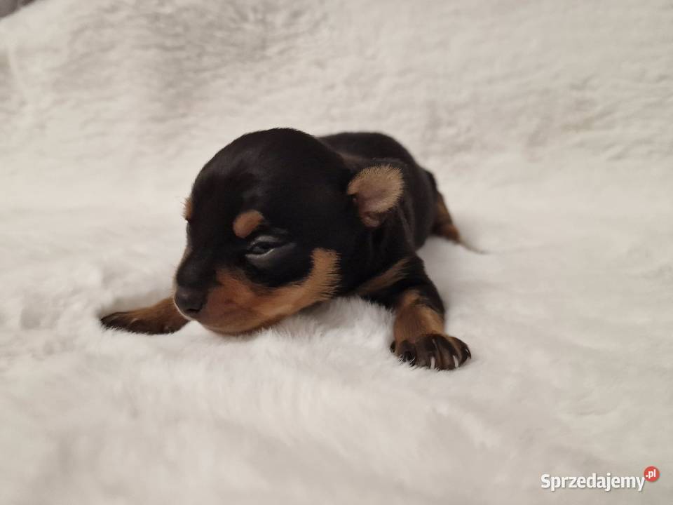 Pinczer miniaturowy XXS zapowiedź miotu ratlerek Myszyniec