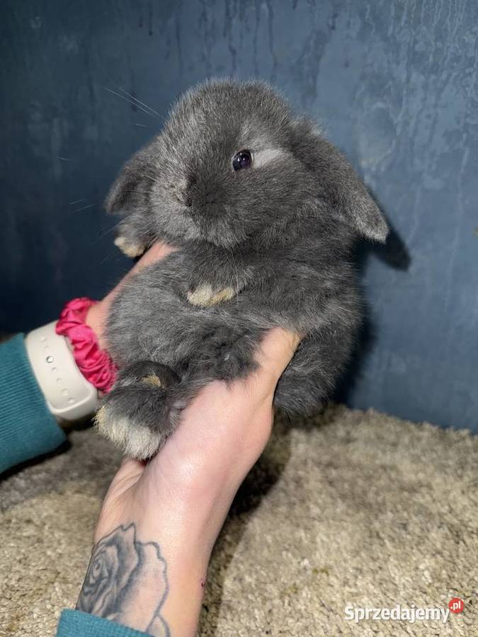 Mini Lop Królik Miniaturka Teddy Króliki