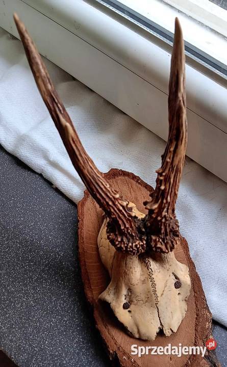 Poroże Parostki sarny na desce Opole