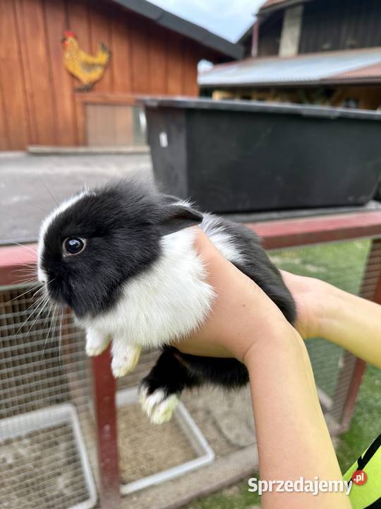 Króliki Miniaturki Godowa