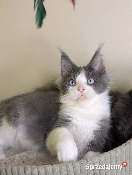 Da Vinci kocurek Maine Coon Tica Zapraszamy Pszczyna