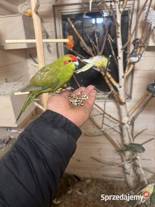 Papugi Świergotki Nowy Sącz