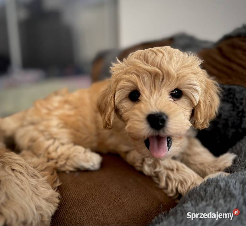 Maltipoo piękny maleńki gotowy do zmiany domu Maltańczyk Wadowice