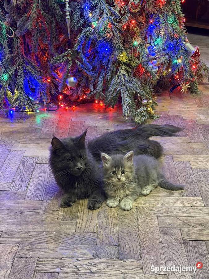 Kociczka szylkretką niebieska Maine coon FIFE Warszawa