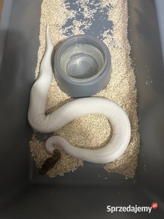 Sprzedam zamienię pomorskie Gdynia