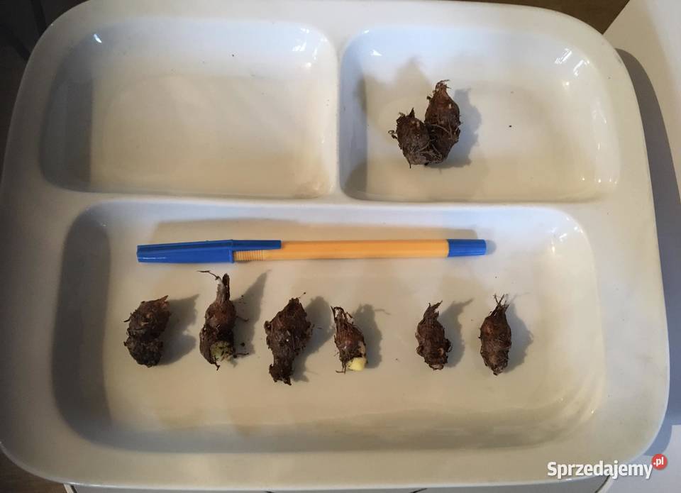 caladium bulwy Warszawa