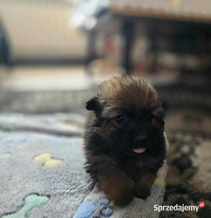 Szpic pomeranian Szpic miniaturowy