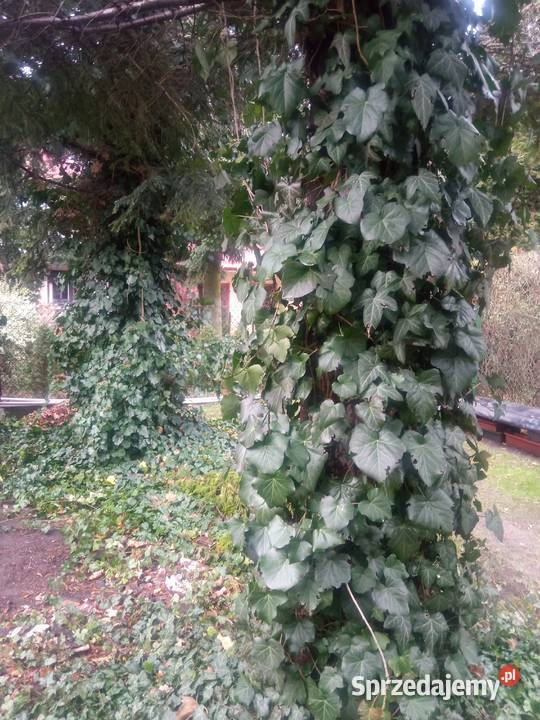 Pędy bluszczu do ukorzenienia Łódź