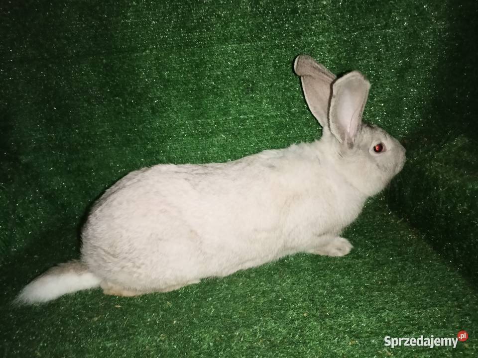 Sprzedam samce Króliki kujawsko-pomorskie Więcbork