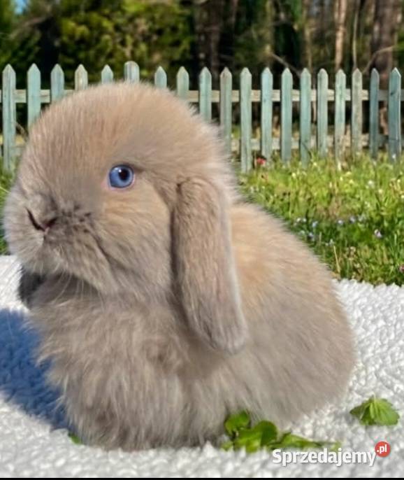 Cudowne kroliczki mini lop wielkopolskie Poznań