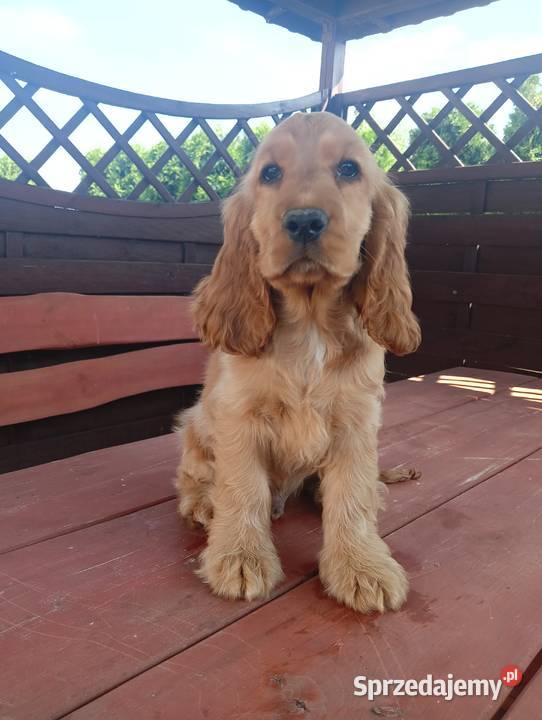 Sprzedam Cocker spaniel angielski Bytoń