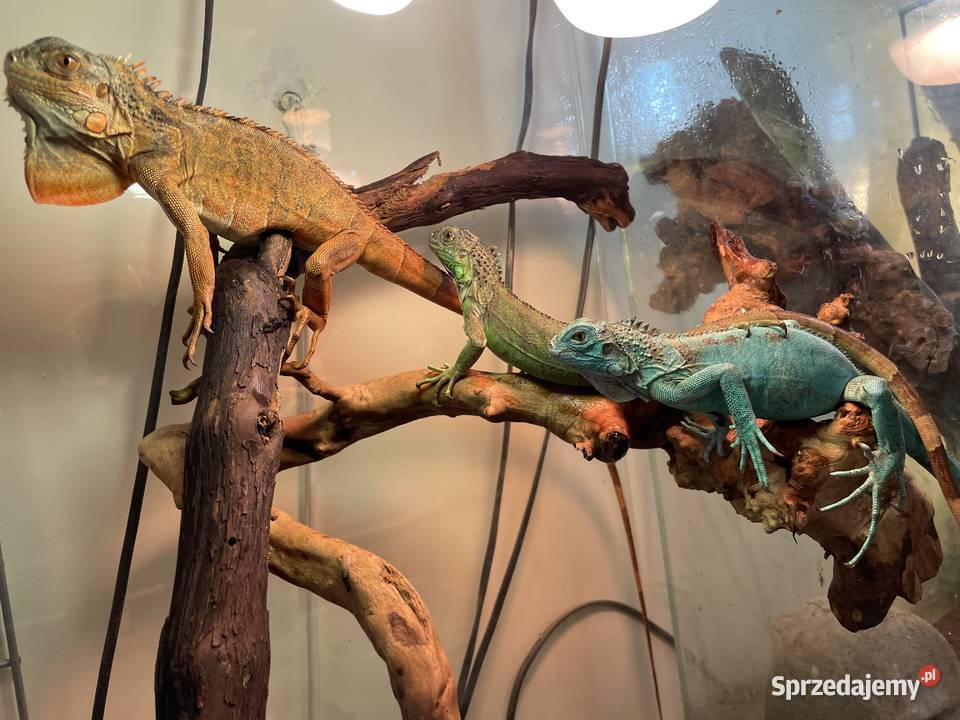 legwan zielony Iguana iguana Gliwice