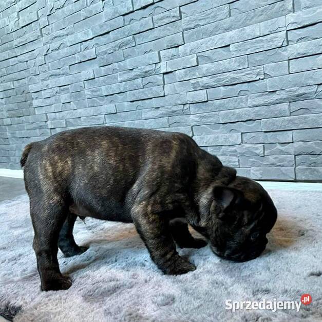 Szczeniaki Buldog francuski sprzedam
